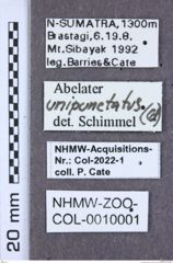 Etiketten zu Calais bicornutus (NHMW-ZOO-COL-0010001)